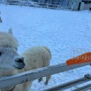 거림목장 이미지