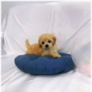 더케이펫 강아지분양 이미지