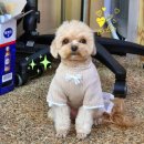 위드멍 애견유치원 이미지