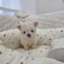 퍼피말론 강아지분양 울산점 이미지