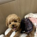 아기강아지 옷 추천? 팻피크닉 할미 몸빼 캉캉치마 후기🐶👗
