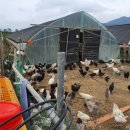 금산청계농장 이미지