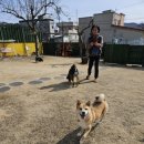 숲속댕토리애견유치원 | [부산/양산강아지유치원] 찾았다 최고의 애견 유치원! 숲속댕토리애견유치원 쌈장이 첫 등원 후기