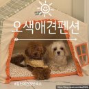362-2-000004 | [김천애견동반숙소] 오색애견펜션 203호 준비물 내돈내산 솔직후기