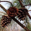 좋은소나무 이미지