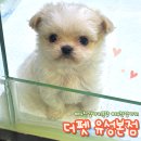 올바른펫 | 대전강아지분양 믿고 찾는 곳, 더펫 유성본점 전문 분양 시스템 후기