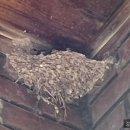 명랑국시 이미지