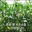 홍천 찰 옥수수 판매합니다 🌽 이미지