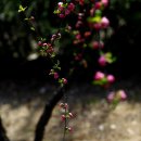 시네마천국Ⅱ 이미지