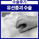 의정부 24시 IU 동물병원 | 수술 후기 : 유선종괴 수술 / Canine Mammary Mass...무슨 수술일까 ? / 강아지MRI / 의정부24시 동물병원