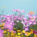 물레방아라이브7080