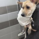 디자인폼 | 웨일폼샤워기, 귀여운 디자인 실리콘브러쉬 펫샤워기 후기