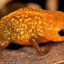 황금개구리 이미지