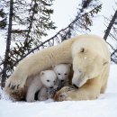 엄마와 아기곰 이미지