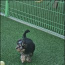 견인지역 애견운동장 유치원 김포점 이미지