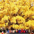 천연기념물 인천 &#39;장수동은행나무&#39; 세월과 전설이 깃든 도심 속 가을 명소 이미지