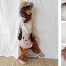 베베도그 이미지