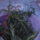 로즈마리 스머지스틱 만들기 이미지