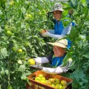 한마음토마토 이미지