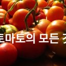 토마토의 모든것 이미지