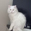 코코난청센타 | 고양이 눈부음과 동공 크기 다름으로 24시 센터 간 후기 (+ 뿌뿌가 겪은 눈 질병들)