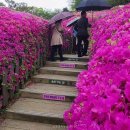 철쭉동산 이미지