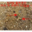 돌산가축 이미지