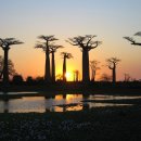 바오밥나무기타 이미지