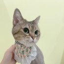 미야옹실 이미지