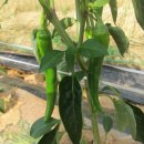 광천농약사 이미지