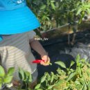 이팝농장 | 대구 이색체험 아이와가볼만한곳 추천 다하와농장