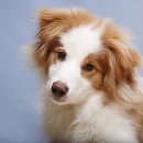 아이큐25시 이미지