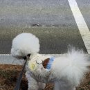 도그하우스 애견미용실 이미지