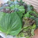 [목동/오목교 맛집] &#39;제주통도야지&#39; 제육쌈밥, 주차 / 목동현백 리클라이너, 영화 30일, 스벅 주차시간