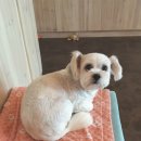 해피 애견 놀이방 이미지