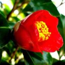 화신동백 이미지