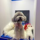 도담쁘띠몽 이미지