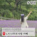 부산약국 | 부산 근교 아이랑 가볼만한곳 양산 카페 느티나무의사랑 라벤더 꽃구경