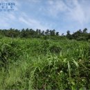 하의면옥도보건진료소 | ##전남 신안군주택경매-2015타경7931, 신안군 주택경매>전남 신안군 하의면 옥도리 [더에이스]