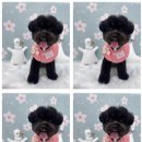 하늘펫살롱 이미지