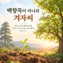 [수정칼럼 72] 백향목이 아니라 겨자씨 이미지