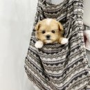퍼피냥 이미지