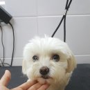 엘레강스펫샵 이미지