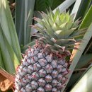 파인애플 이미지