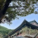 대한불교조계종봉은 | [구례여행] 화엄사
