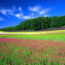 희망의 꽃밭에서 이미지