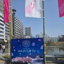 차리숙소 | 후쿠오카여행후기/2일차/벚꽃구경/마이즈루공원/오호리공원/차리차리 자전거후기