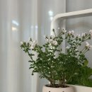 멕시카나 양정점 이미지