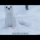 아일로 이미지