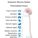 자율신경계(Autonomic Nervous System)에 대하여(1) ​ 이미지